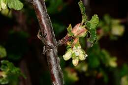 Image of Ribes neglectum Rose