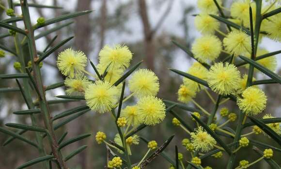 Слика од Acacia genistifolia Link