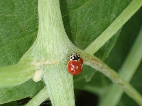 Image of Western Blood-Red Lady Beetle