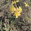 Image of yelow tulip