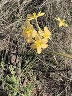 Image of yelow tulip