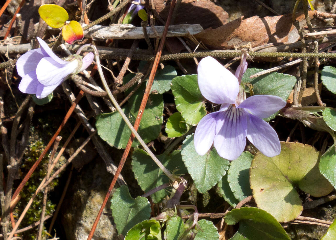 Image of Viola grypoceras A. Gray