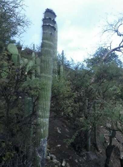 Image de Cephalocereus apicicephalium E. Y. Dawson