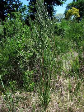 Acacia stricta (Andrews) Willd.的圖片