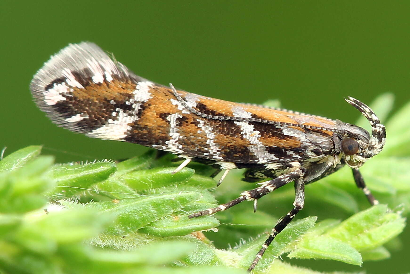 Image of Aristotelia ericinella Zeller 1839