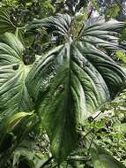 Image of Anthurium nymphaeifolium K. Koch & C. D. Bouché