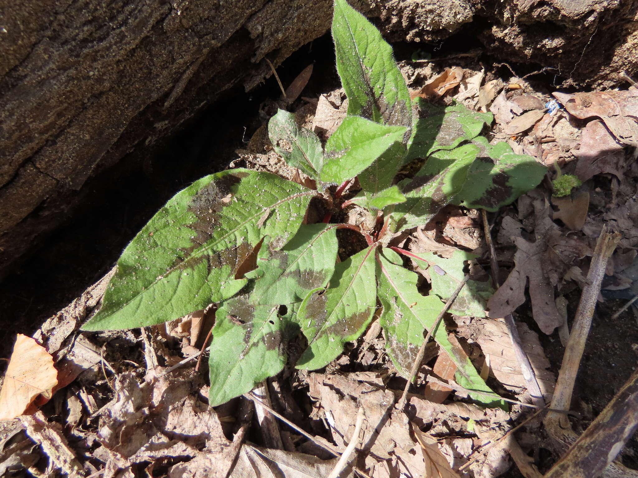 Sivun Persicaria filiformis (Thunb.) Nakai kuva