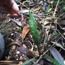 Image of Austroblechnum lechleri subsp. lechleri