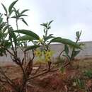 Image of Cestrum fulvescens Fern.