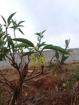 Image of Cestrum fulvescens Fern.