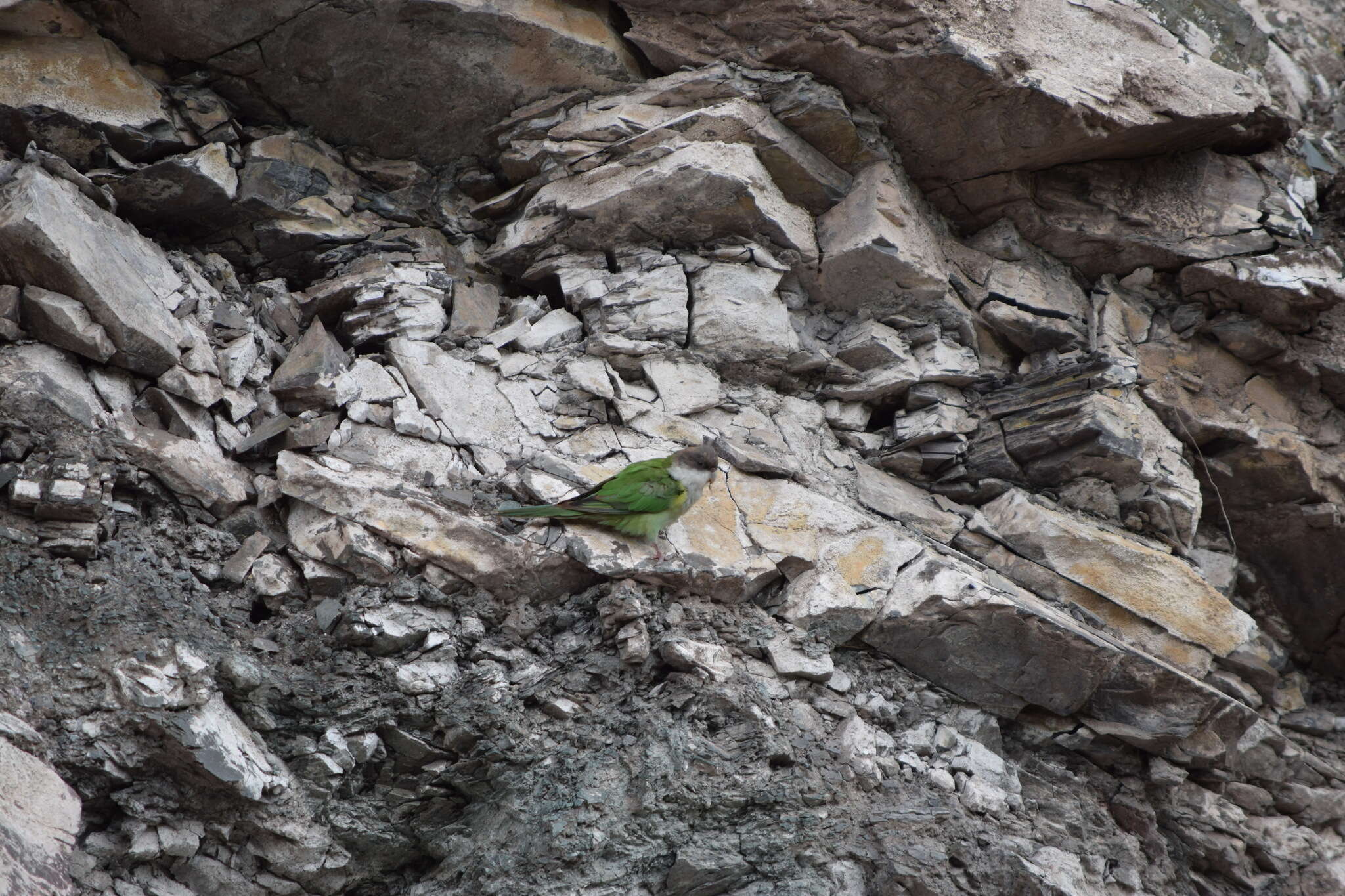 Image of Gray-hooded Parakeet