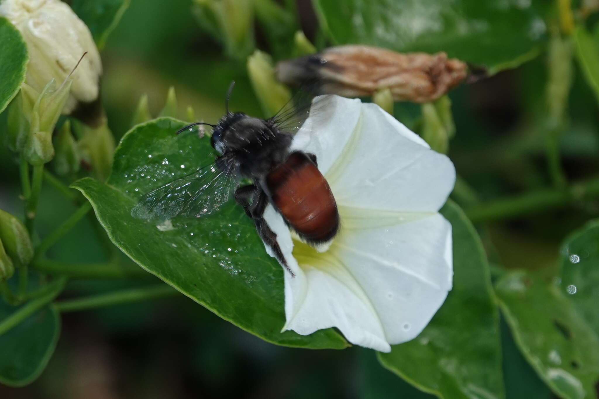 Image of Caupolicana notabilis (Smith 1861)