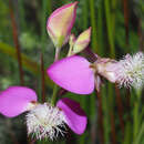 Image of Polygala bracteolata L.