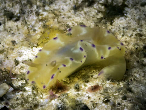 Image of Ceratosoma palliolatum Rudman 1988