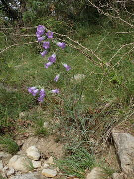 Image of Campanula speciosa Pourr.