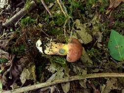 Image of Cyanoboletus