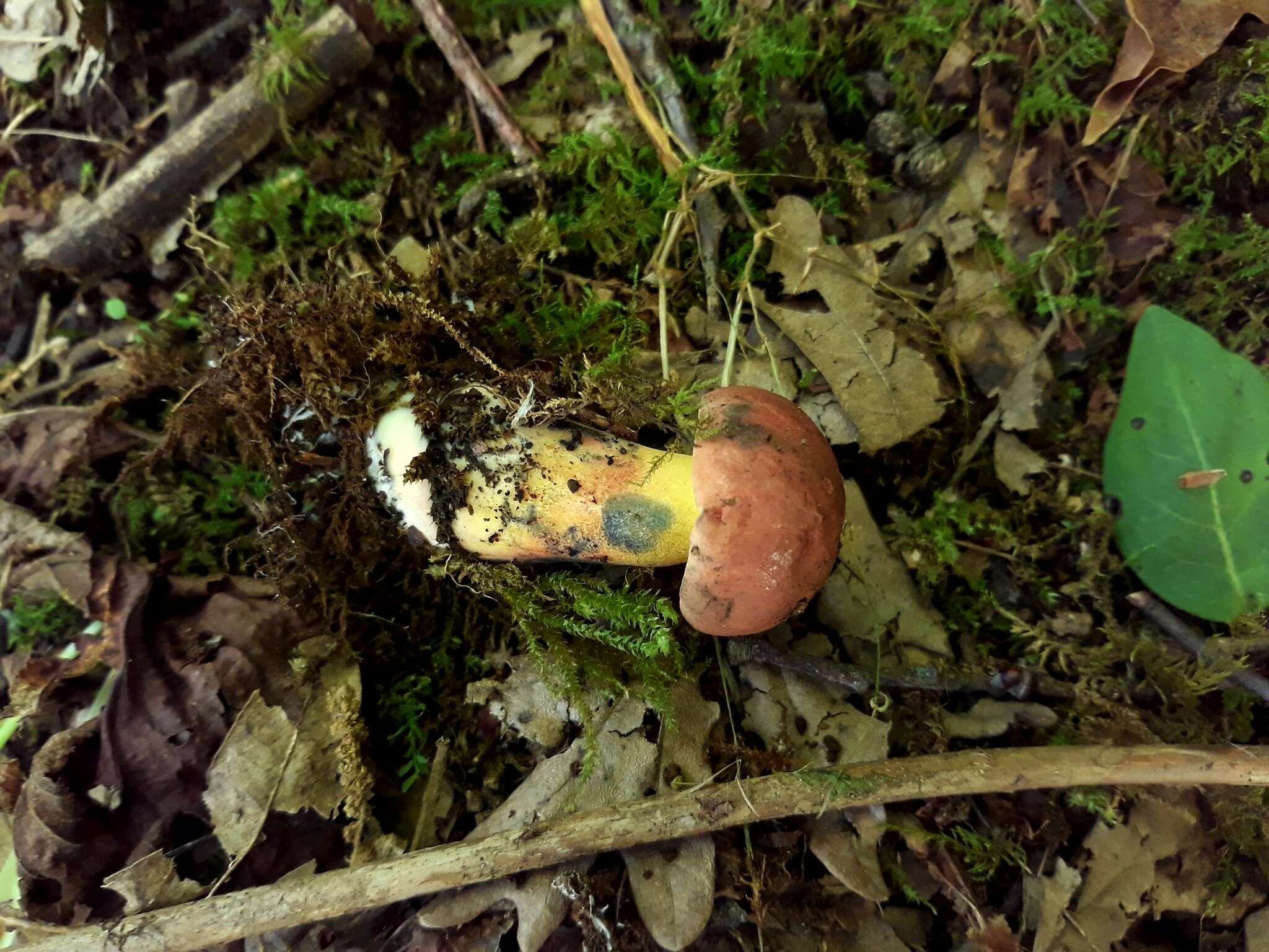 Image of Cyanoboletus