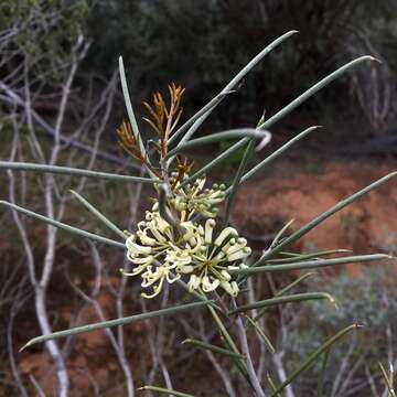 Image de Hakea tephrosperma R. Br.