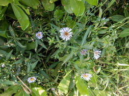 Image of New York aster