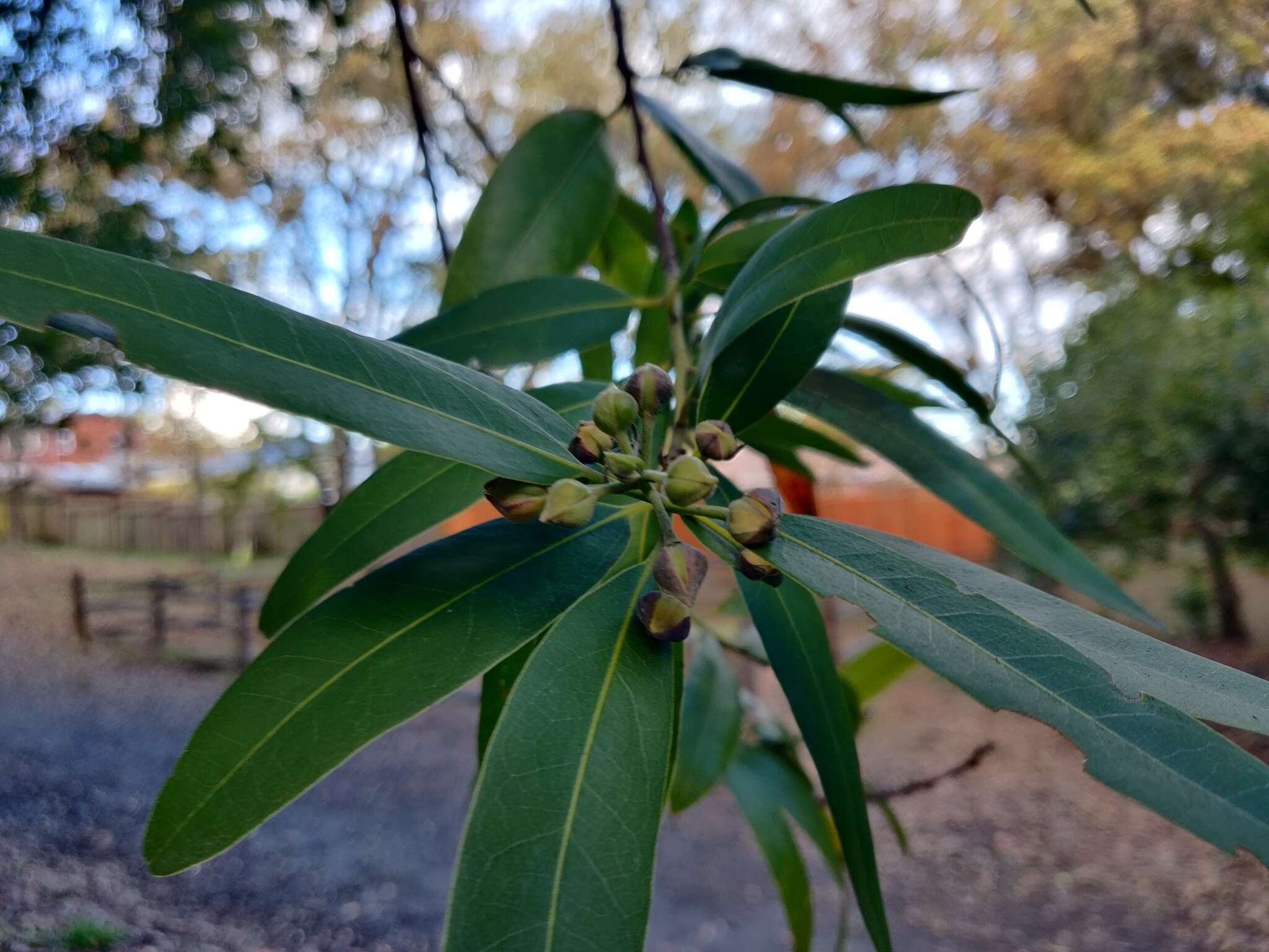 <i>Umbellularia <i>californica</i></i> f. californica resmi