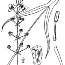 Image of longbarb arrowhead