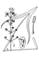 Image of longbarb arrowhead