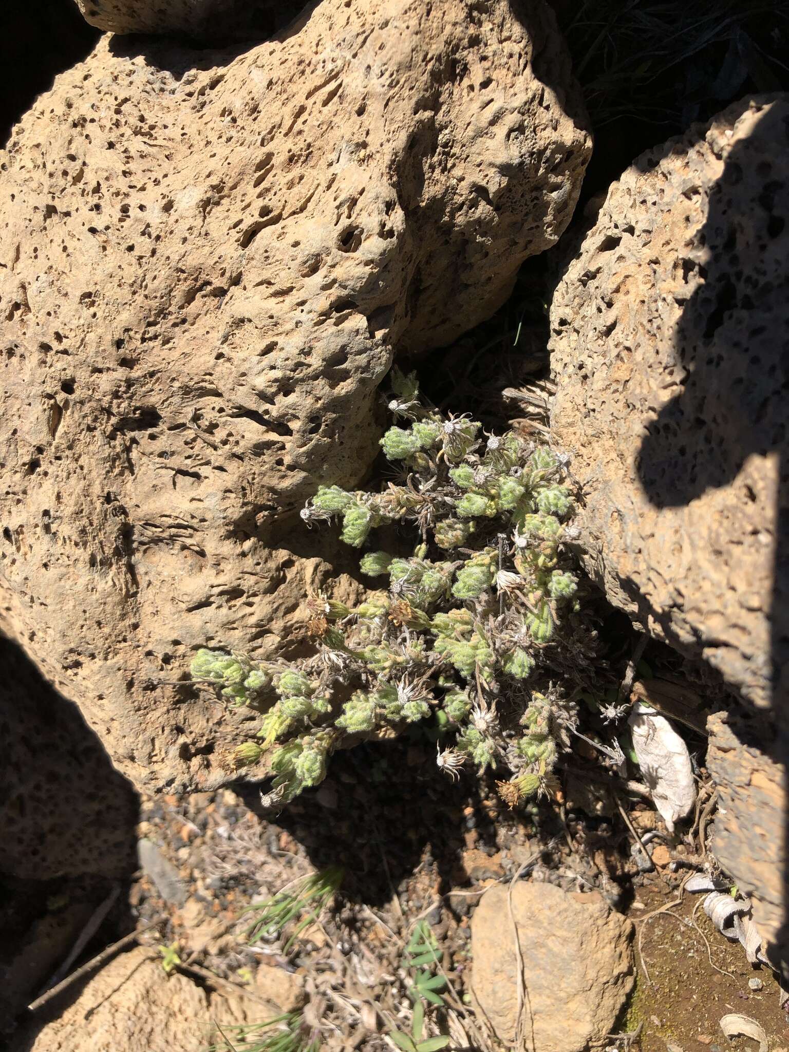 Plancia ëd Tetramolopium humile subsp. haleakalae T. K. Lowrey