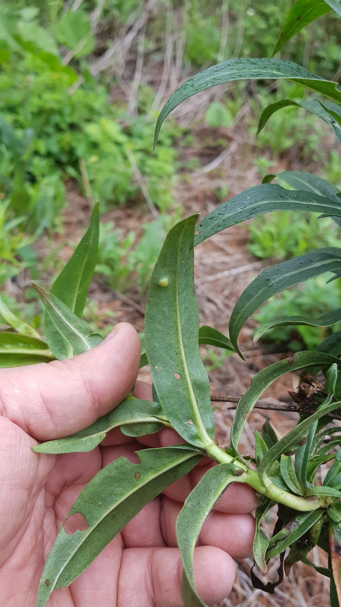 Penstemon gentianoides (Kunth) Poir.的圖片