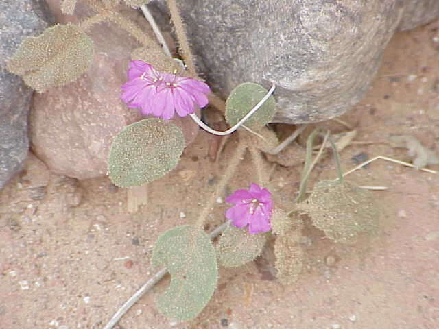 Imagem de Allionia incarnata var. villosa (Standl.) Munz