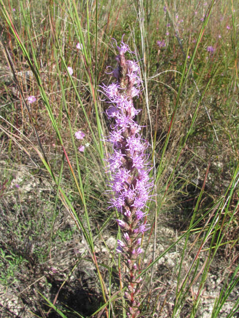 Image of cusp blazing star