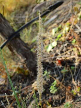 Image of Pappophorum caespitosum R. E. Fr.