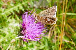 Image of Carline Skipper