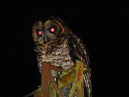 Image of Rufous-banded Owl