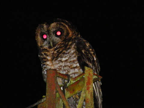 Image of Rufous-banded Owl