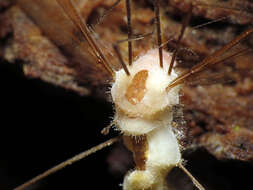 Image of Erynia sepulchralis (Thaxt.) Remaud. & Hennebert 1980