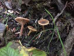 Imagem de Lactarius occidentalis A. H. Sm. 1960