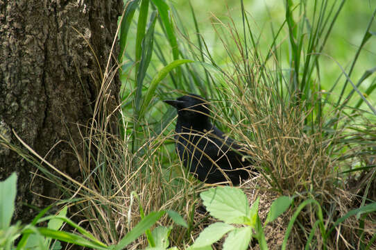 Image of Slate-colored Boubou