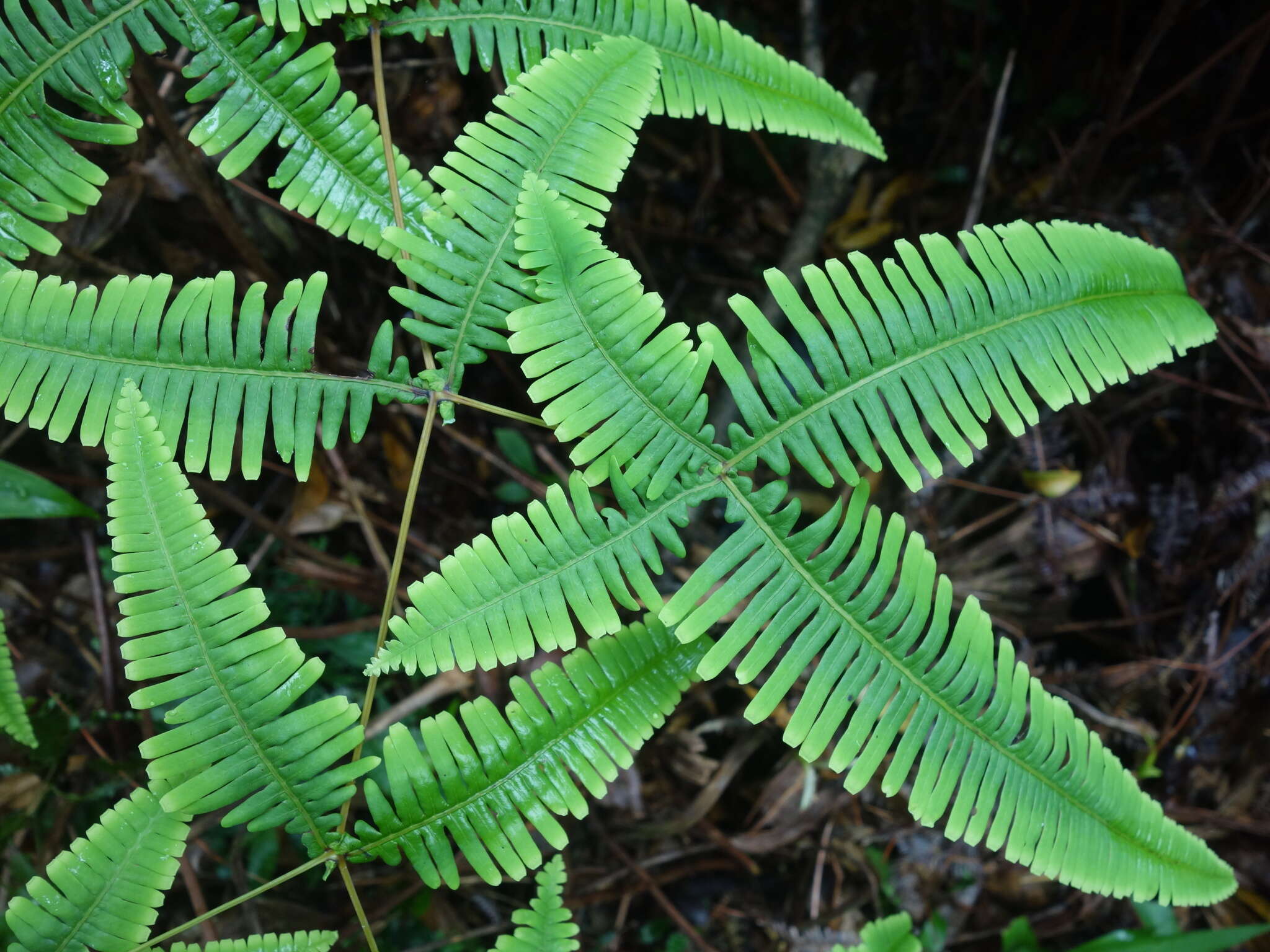 Image of Dicranopteris tetraphylla (Rosenst.) C. M. Kuo