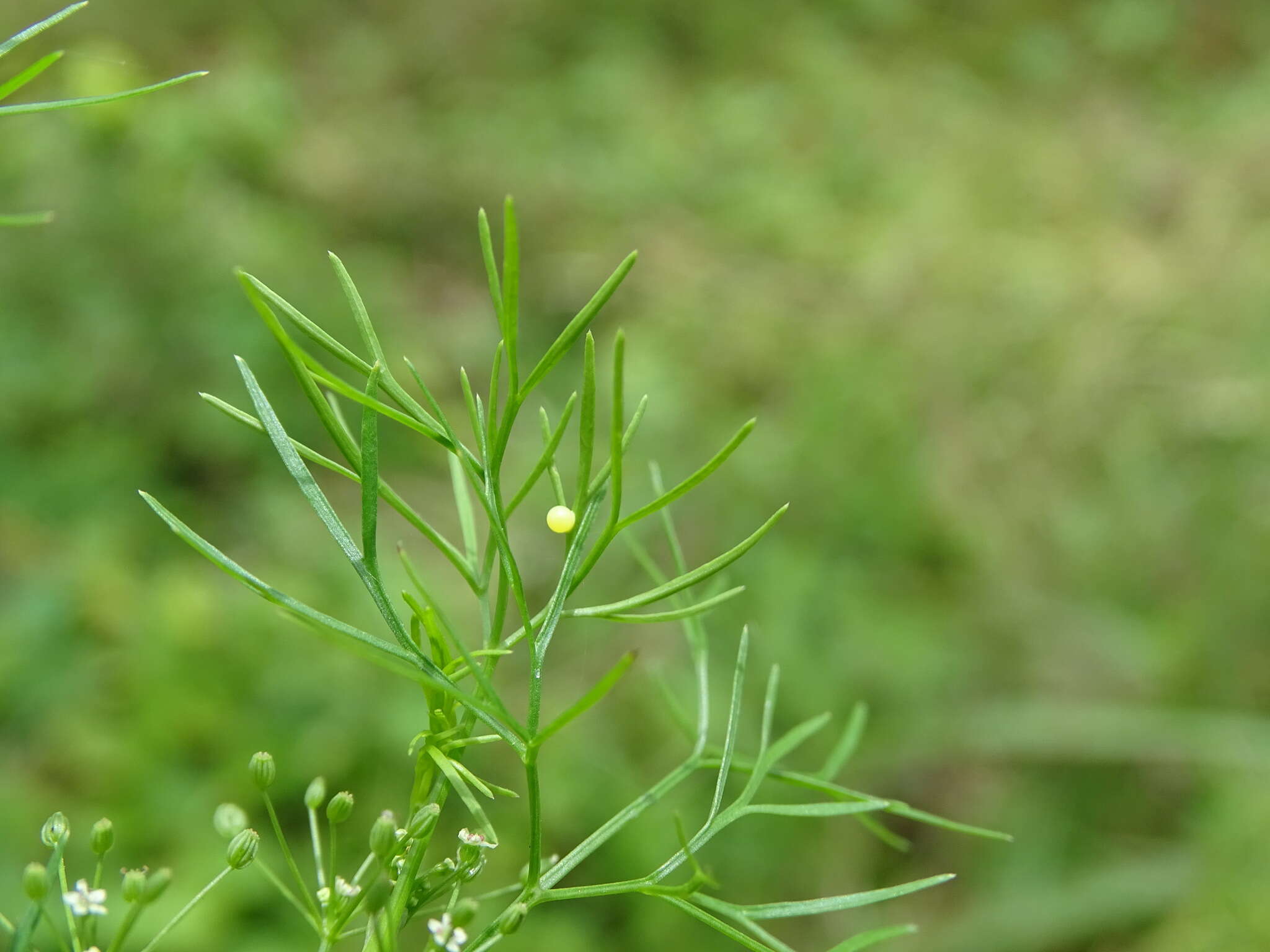 Cyclospermum resmi