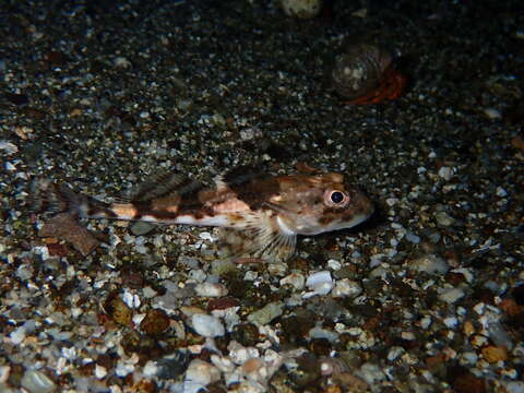 Image of Longhorn sculpin