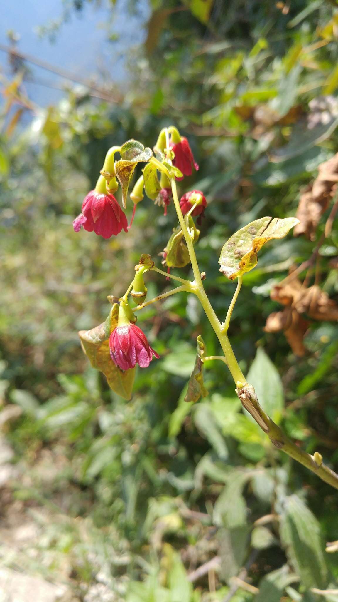 Imagem de Vallea stipularis Mutis ex L. fil.