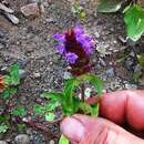 Prunella vulgaris subsp. asiatica (Nakai) H. Hara resmi