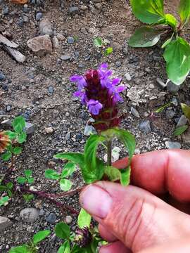 Image of Aleutian selfheal