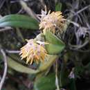 Image of Bulbophyllum odoratissimum var. odoratissimum