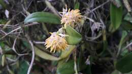 Image of Bulbophyllum odoratissimum var. odoratissimum