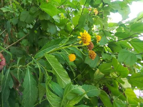 Image of Verbesina persicifolia DC.