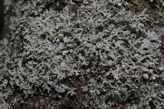 Image of rosette lichen