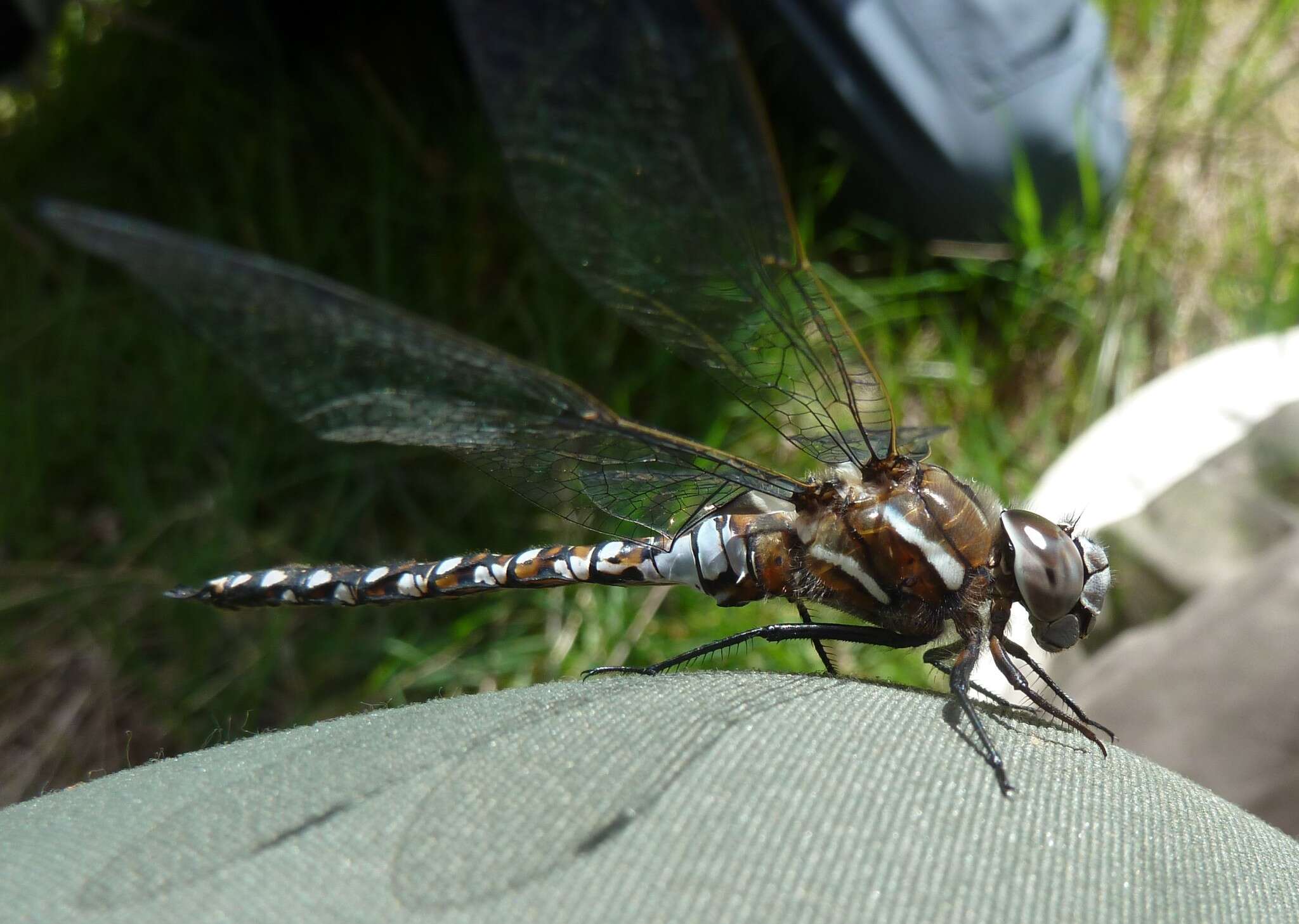 Image of California Darner