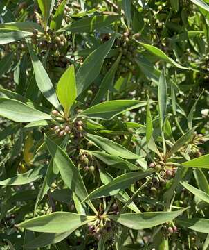 Image of Myoporum tenuifolium G. Forster