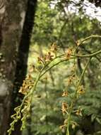 Image of Cleisostoma paniculatum (Ker Gawl.) Garay